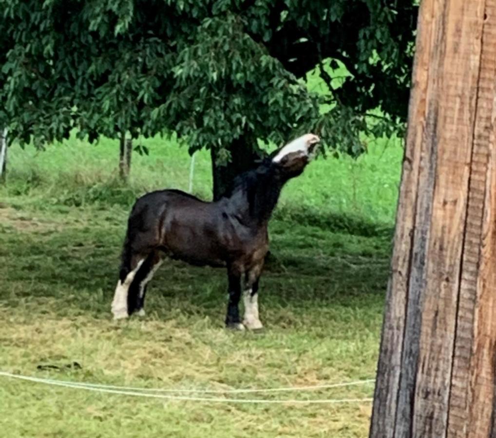 Bed and Breakfast Au Pré des Chevaux Chateau-d'Oex Esterno foto