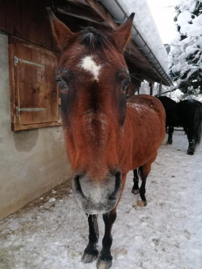 Bed and Breakfast Au Pré des Chevaux Chateau-d'Oex Esterno foto