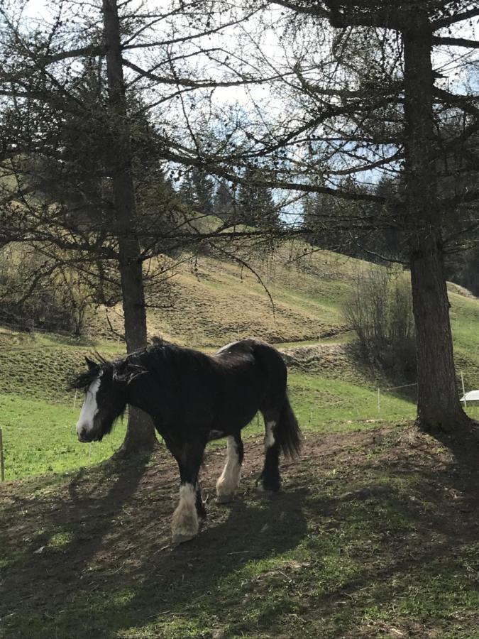 Bed and Breakfast Au Pré des Chevaux Chateau-d'Oex Esterno foto